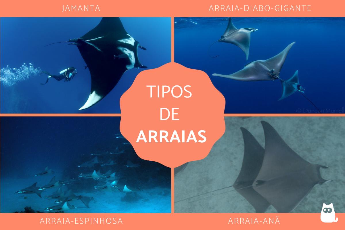 Tipos de arraias