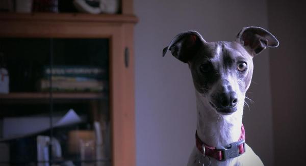 Plantas medicinais para cachorros - As plantas medicinais não são inofensivas