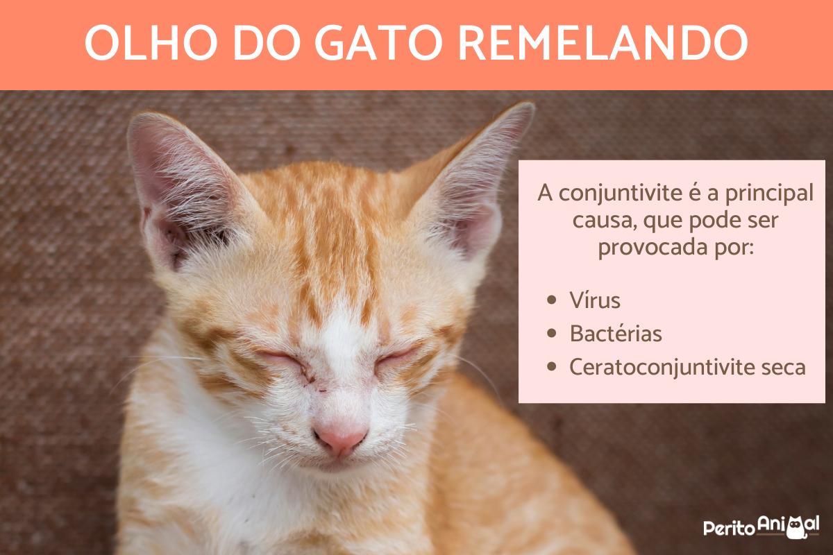 Olho de gato remelando - Causas e o que fazer