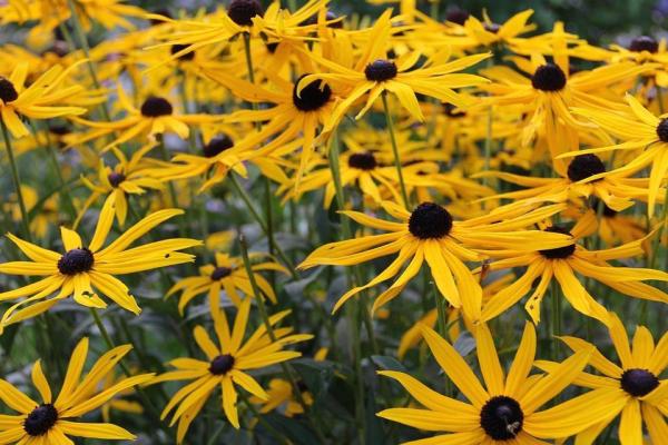 Plantas medicinais para cachorros - Plantas medicinais para cães