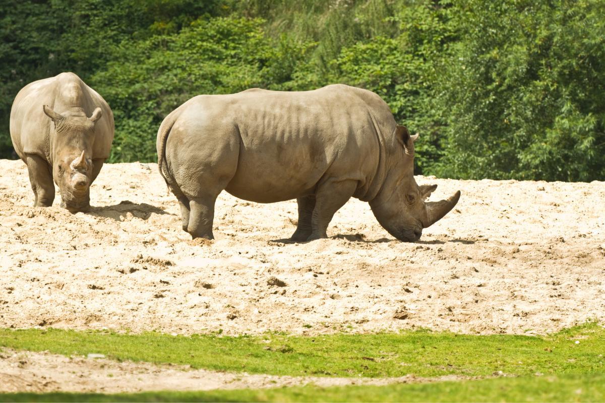 Quantos rinocerontes-brancos existem no mundo?