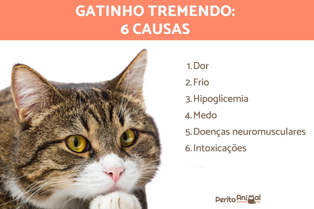 Gato tremendo, o que pode ser?