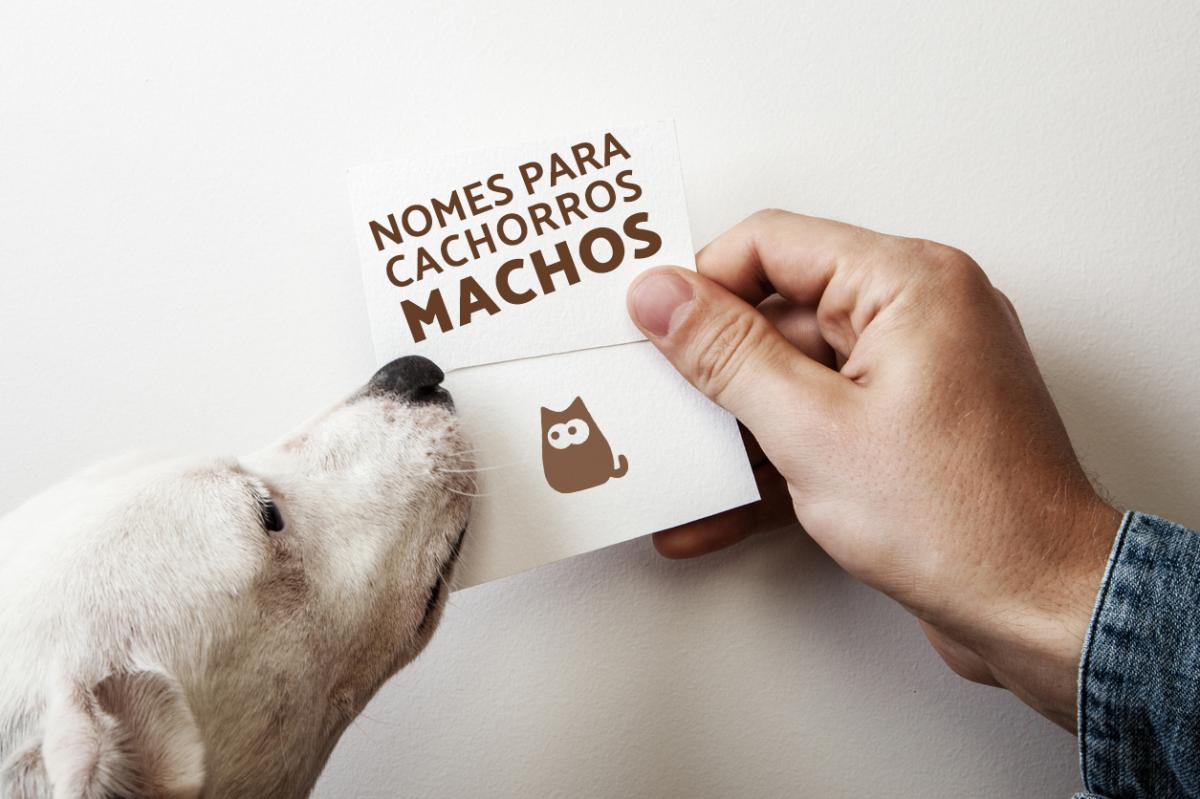 Nomes para cachorros machos