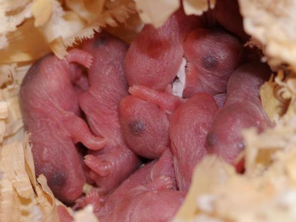 Como saber se a hamster está grávida? - O que fazer quando um hamster tem filhotes?