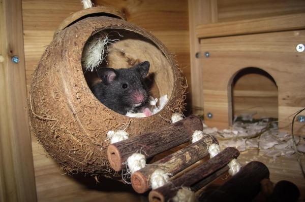 Como saber se a hamster está grávida? - Quais os sintomas de gravidez de um hamster