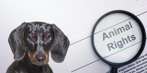 Quais são os direitos dos animais?