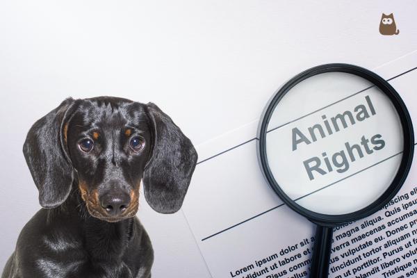 Quais são os direitos dos animais?