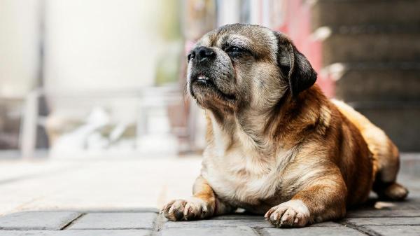 Cachorro castrado vive mais? - Cachorro castrado vive mais?