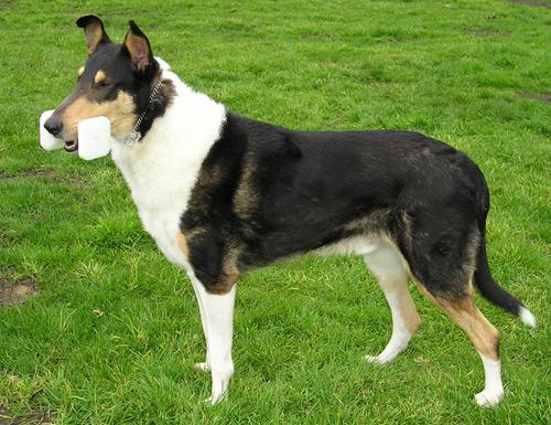 Tipos de collie - Collie de pelo curto ou smooth collie