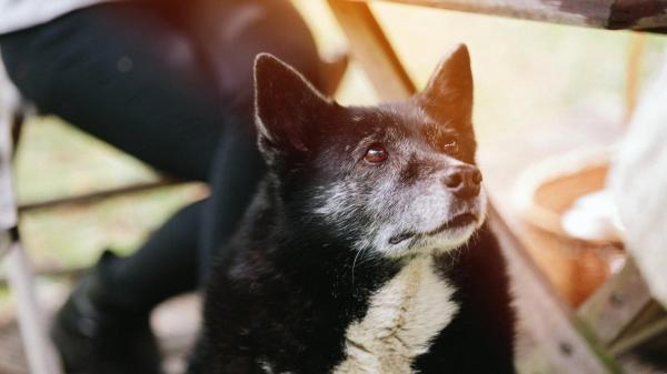 Cachorro castrado vive mais? - Quais as mudanças na vida de um cachorro castrado?