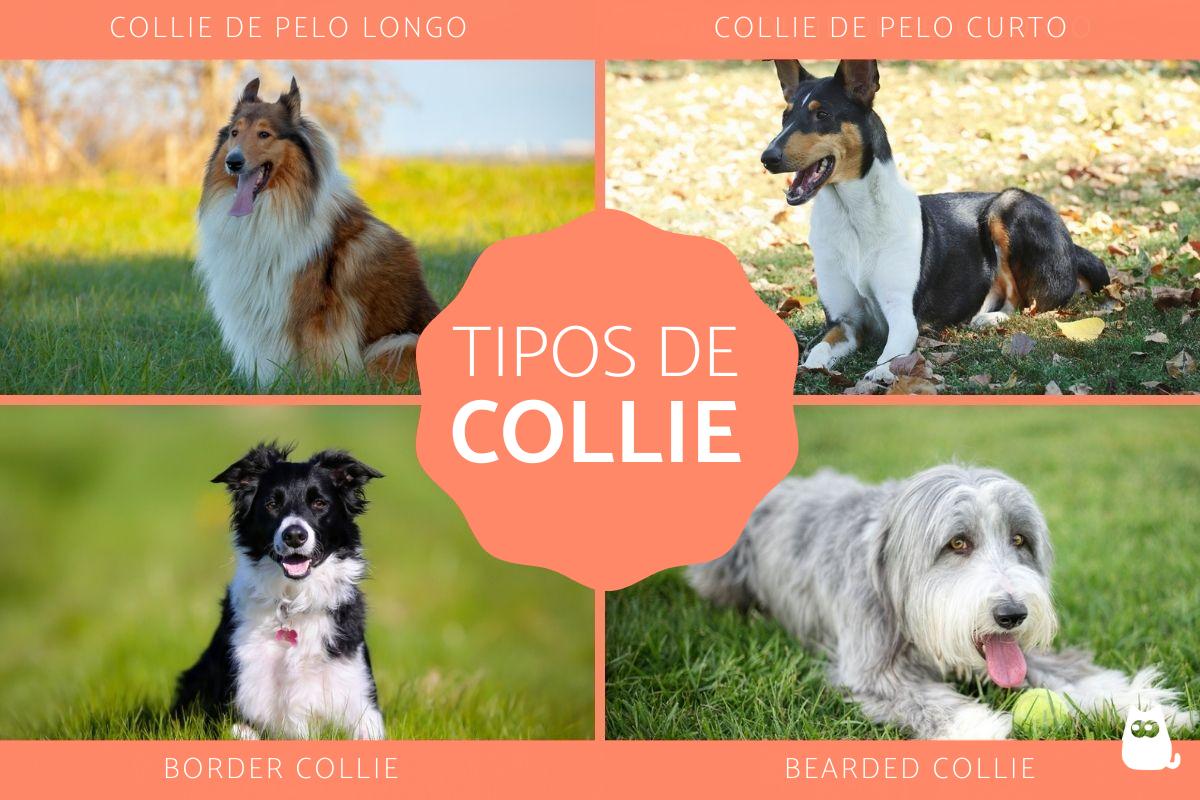 Tipos de collie