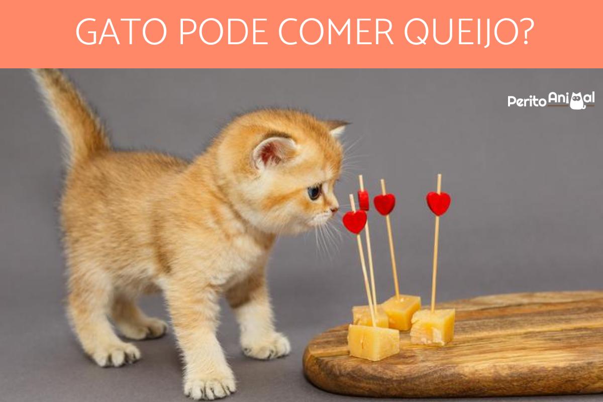 Gato pode comer queijo?