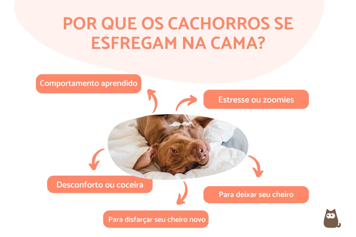 Por que os cachorros ficam se esfregando na cama?