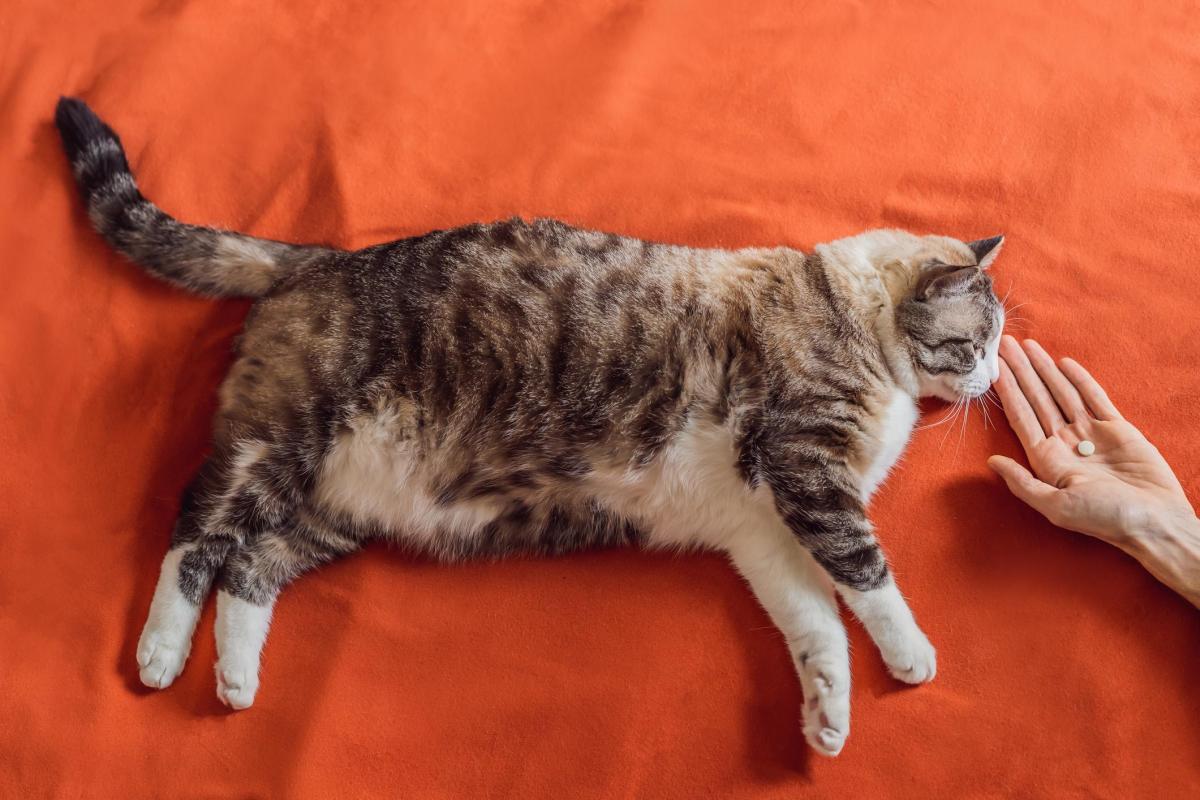 Omeprazol para gatos - Dosagem e para que serve