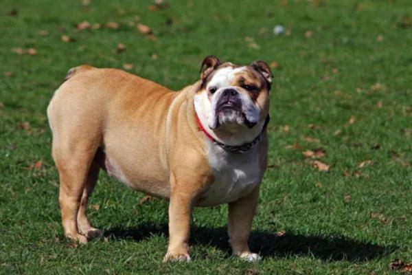 Proptose ocular em cães - Tratamento, causas e recuperação - Causas da proptose ocular em cães