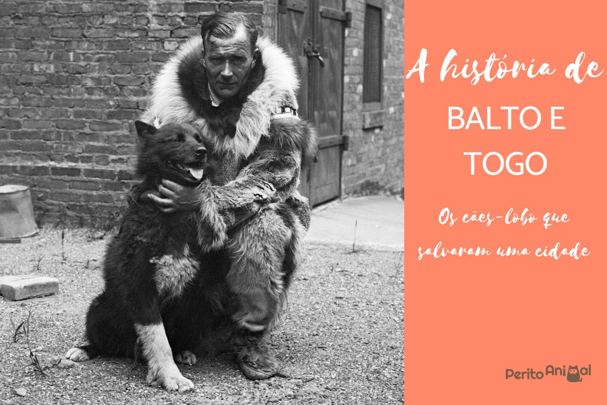 História de Balto, o cão-lobo que se tornou um herói