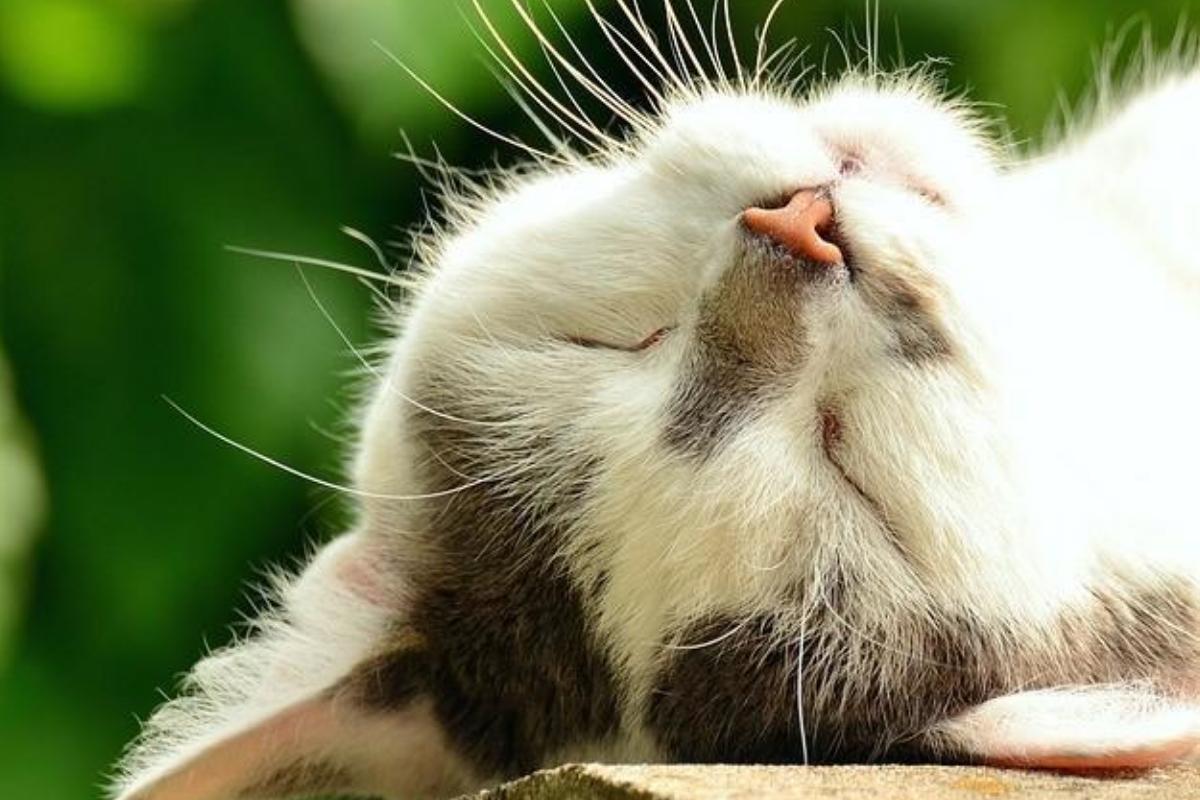 Pelo oleoso em gatos - Causas e tratamento