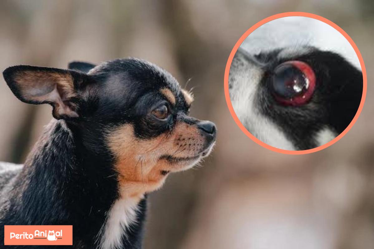 Proptose ocular em cães - Tratamento, causas e recuperação