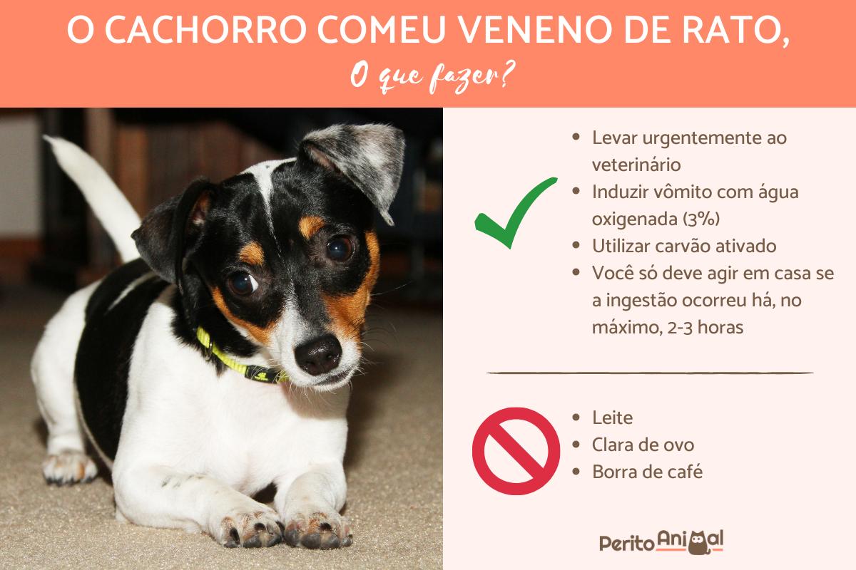 Meu cachorro comeu veneno de rato, o que fazer?