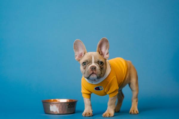 Cachorro pode comer feijão?