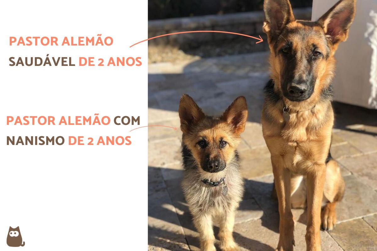 Cachorro com nanismo - Causas, sintomas e tratamento
