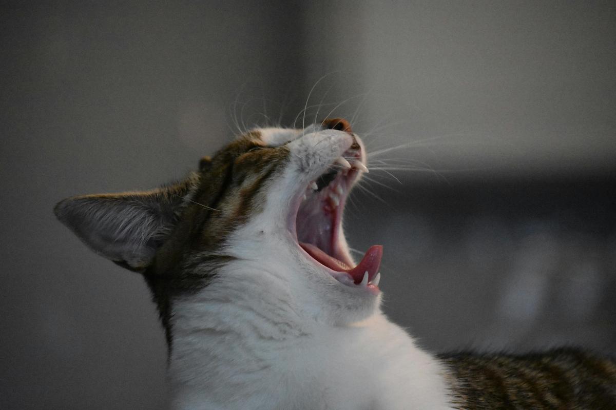 Meu gato está espirrando: o que fazer?