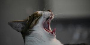 Meu gato está espirrando: o que fazer?