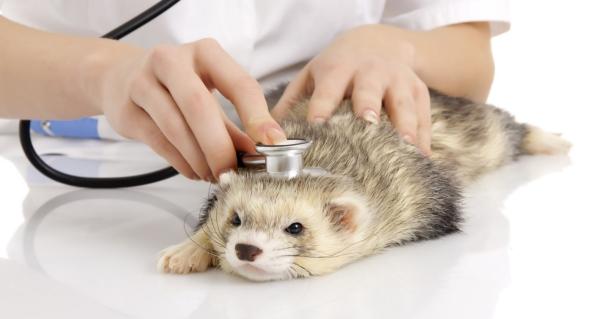 Cuidados básicos do furão - Certifique-se que tem um veterinário especializado