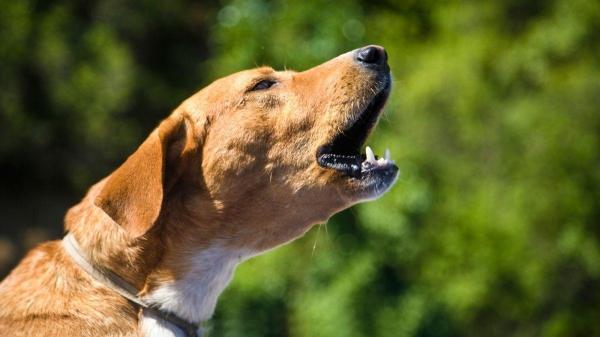 O que significa laço amarelo na coleira do cachorro? - O que acontece se você ignorar o sinal do laço amarelo na coleira