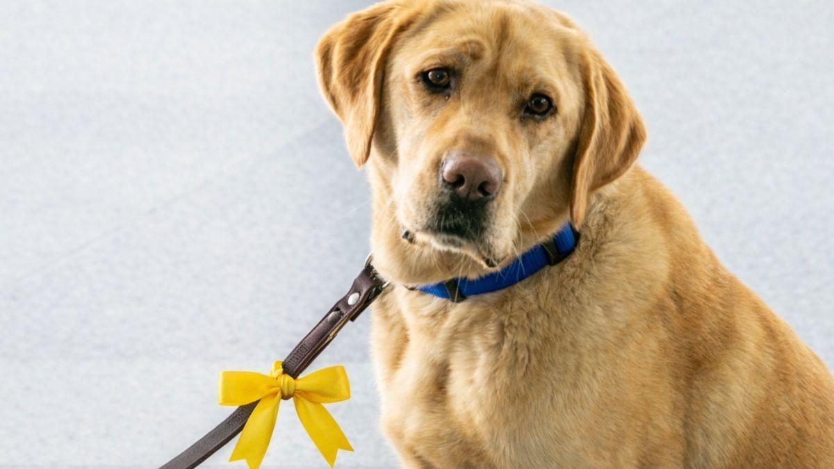 O que significa laço amarelo na coleira do cachorro?