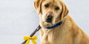 O que significa laço amarelo na coleira do cachorro?