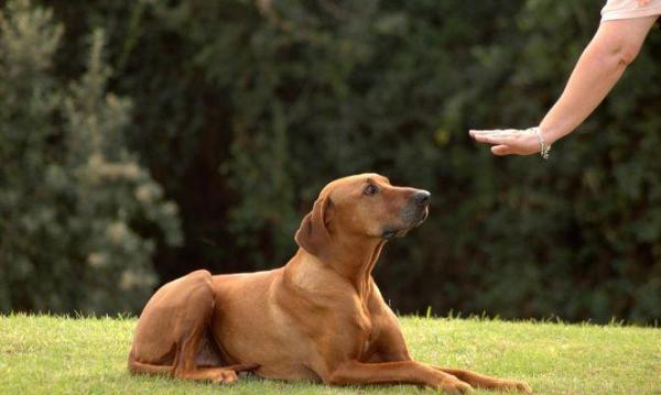 Como adestrar um cachorro - 4 maneiras - Adestramento de cães: técnicas baseadas nas teorias de aprendizagem
