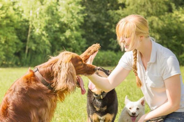 Como adestrar um cachorro - 4 maneiras - Adestramento de cães: técnicas baseadas no comportamento canino