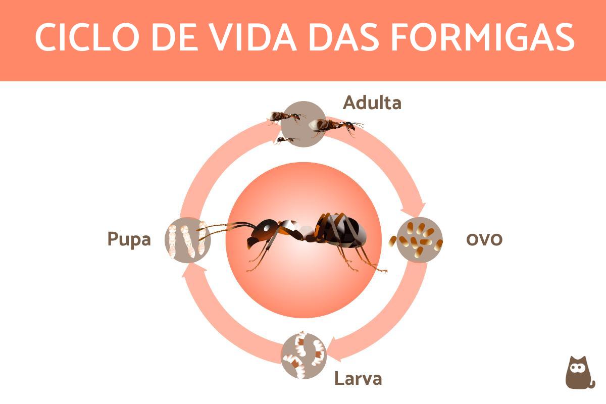 Ciclo de vida das formigas