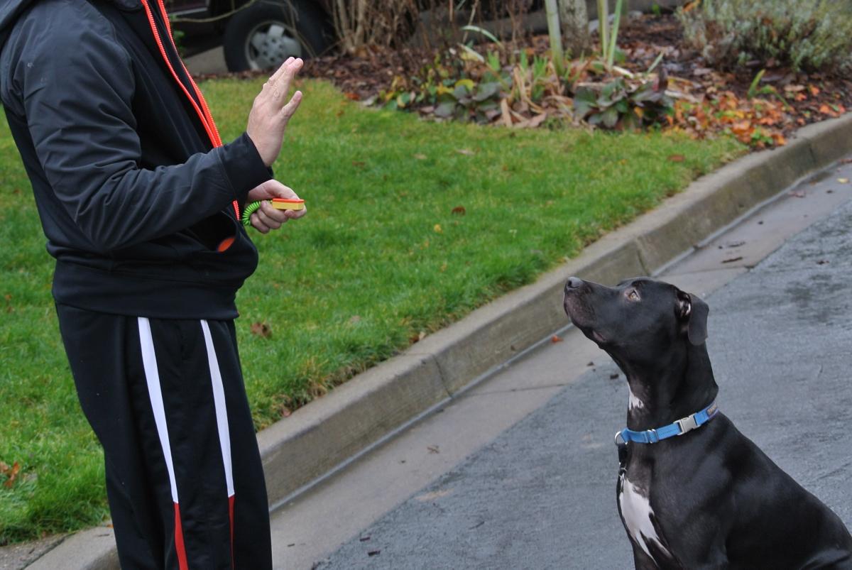 Como adestrar um cachorro - 4 maneiras
