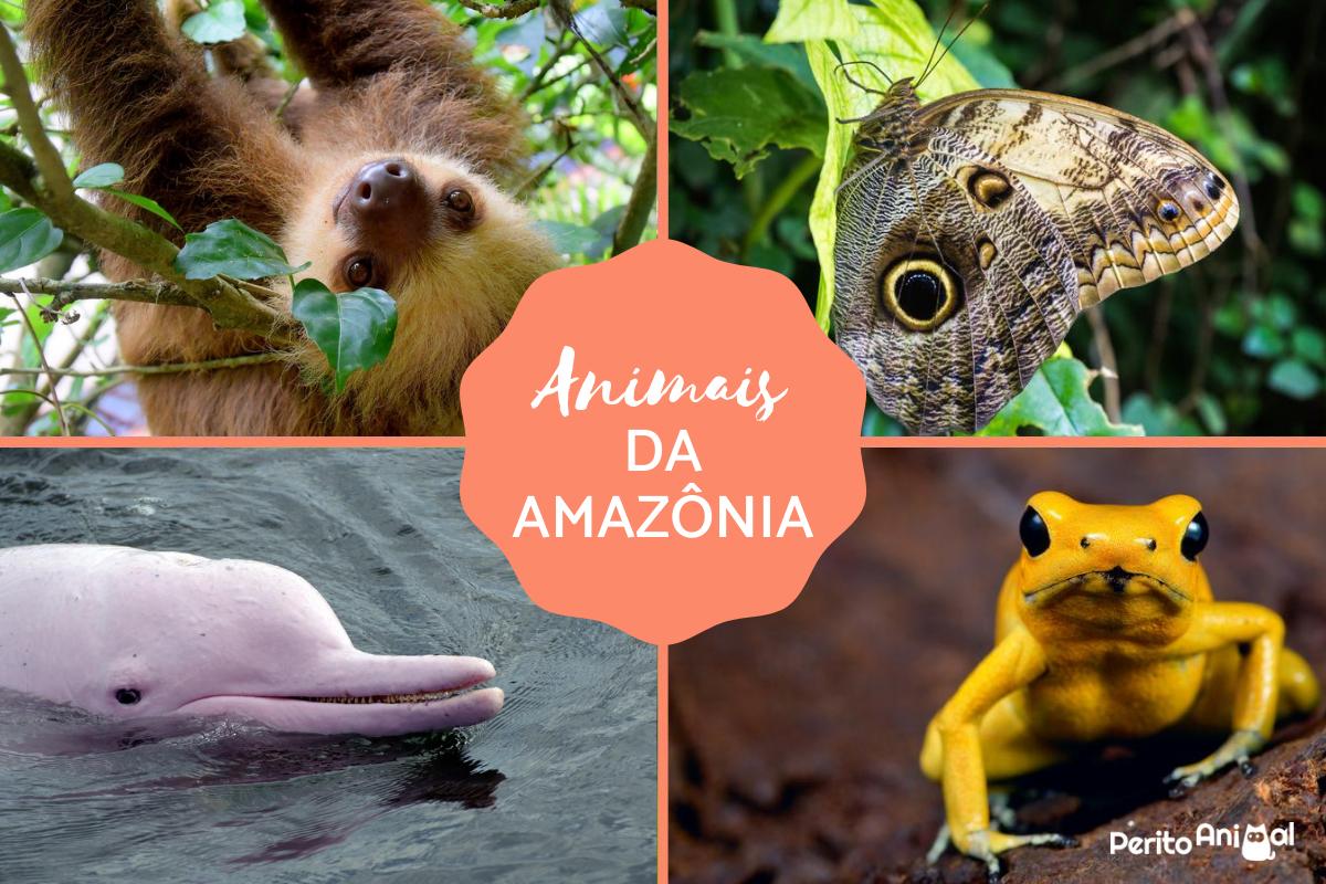 Animais da Amazônia - Características, nomes e fotos