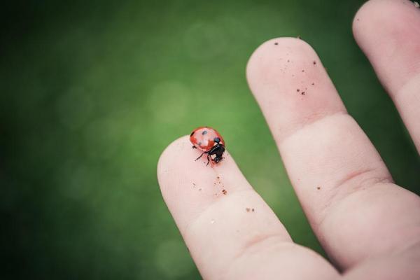 Tipos de joaninhas: características e fotos - Tipos de joaninha: curiosidades