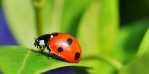 Tipos de joaninhas: características e fotos