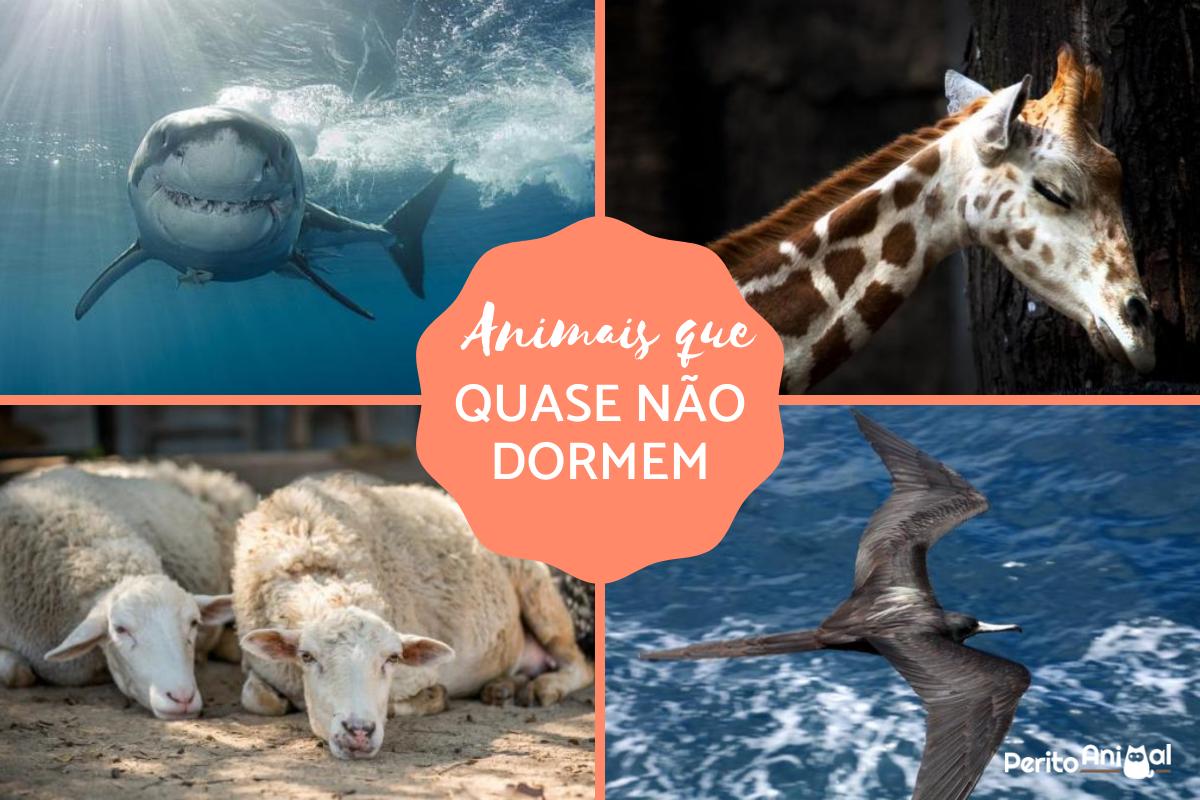 12 animais que quase não dormem