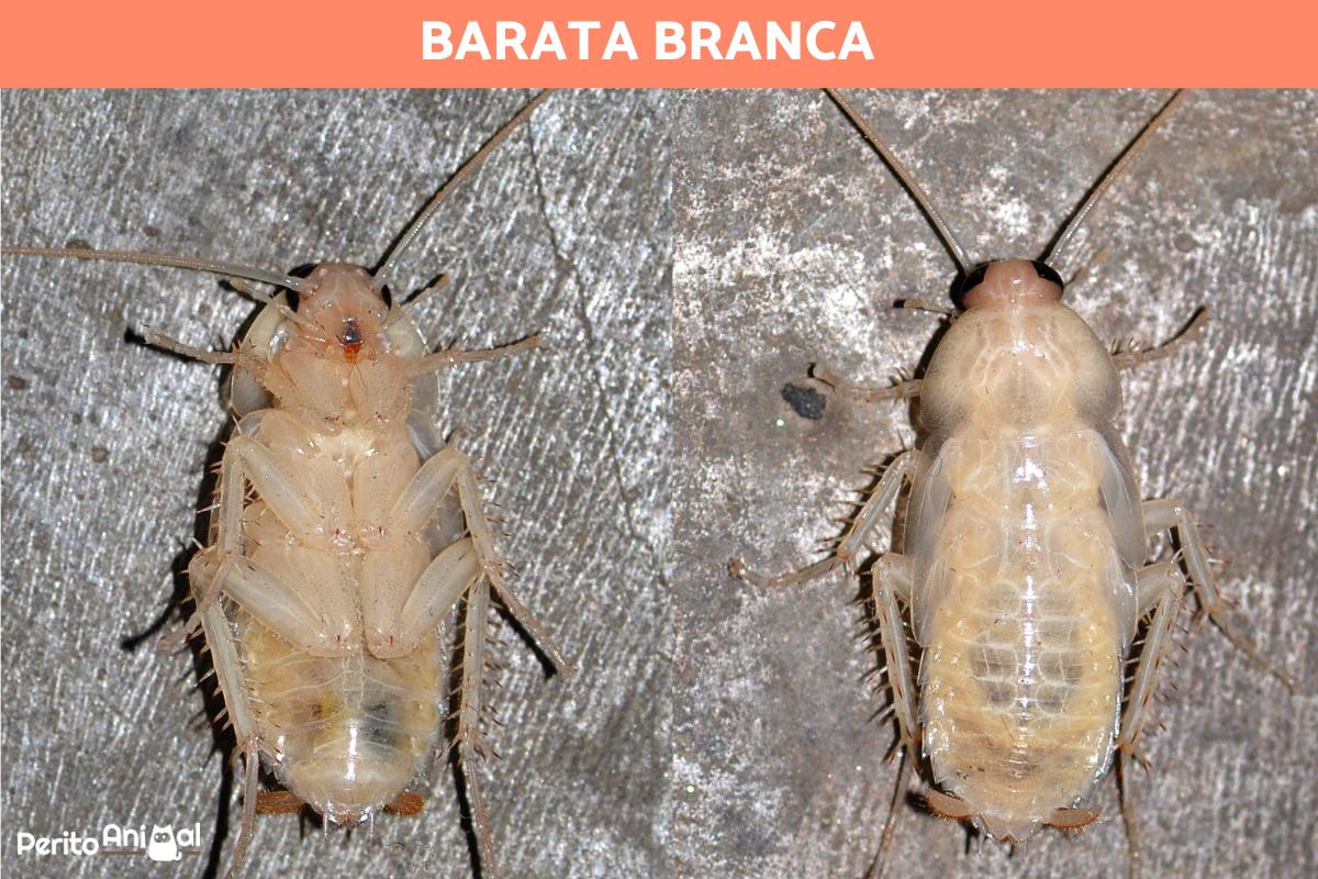 Barata branca - O que é, características e fotos