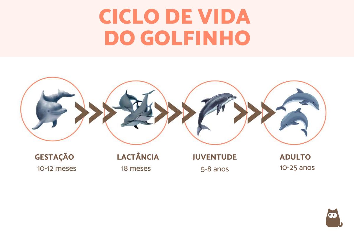 Quanto tempo vive um golfinho?