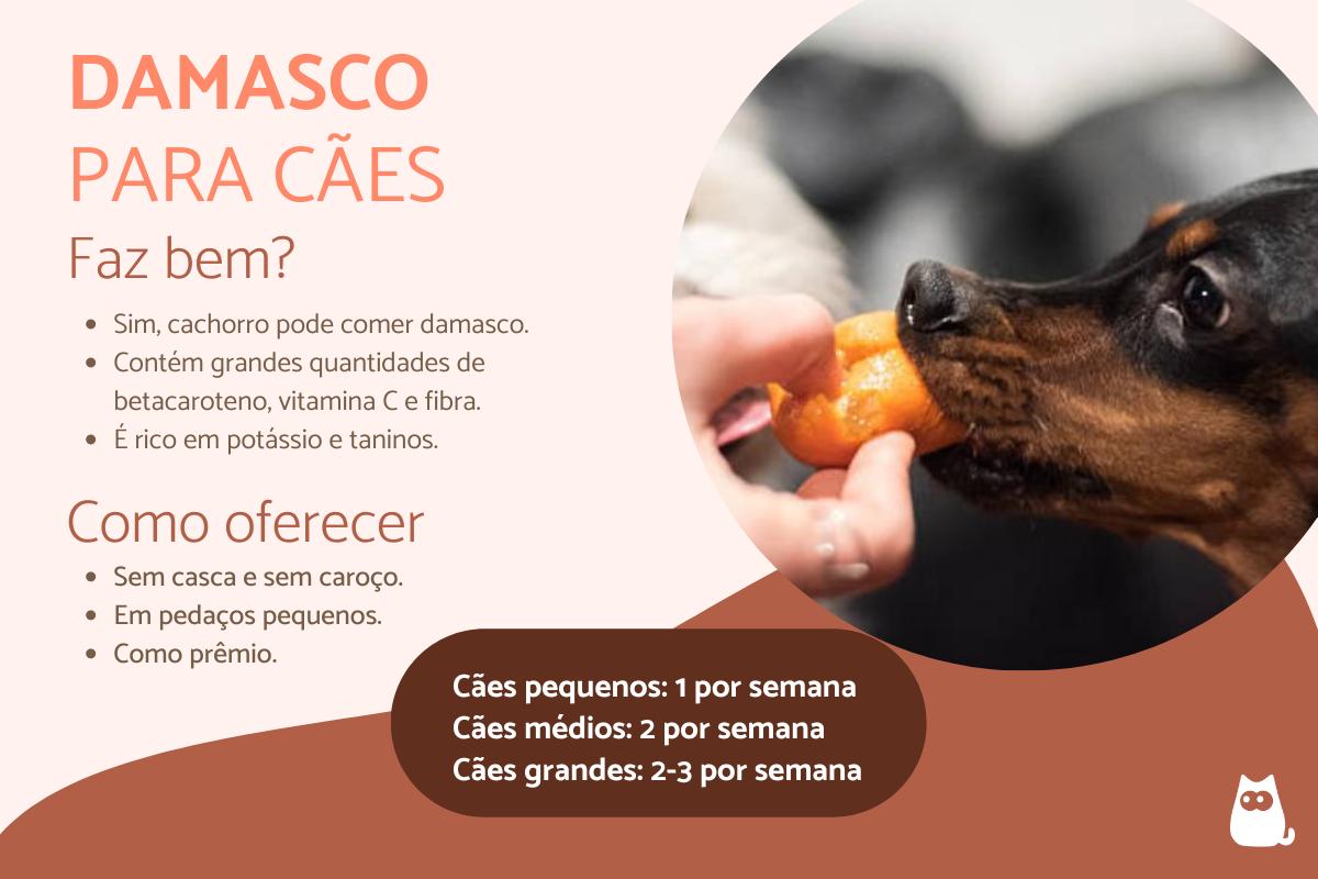 Cachorro pode comer damasco?