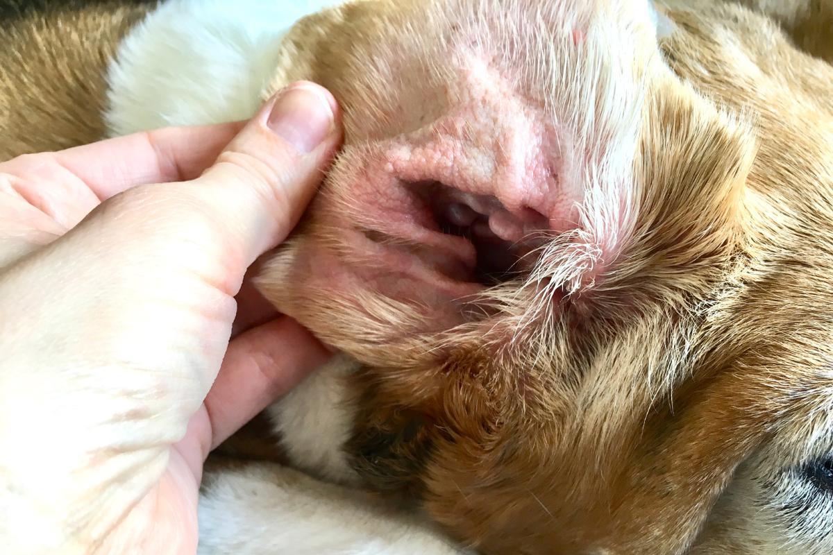 Cachorro com orelha vermelha por dentro