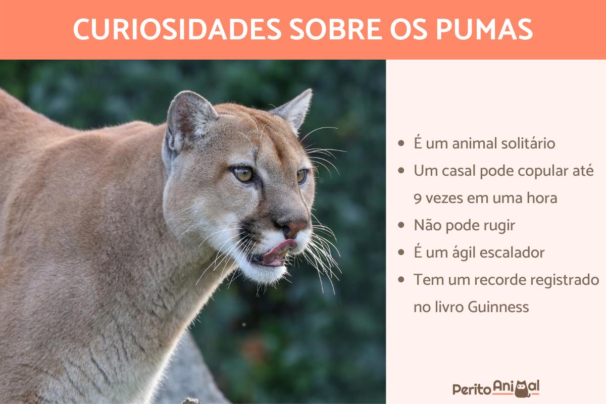 Curiosidades sobre os pumas