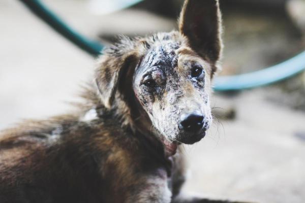 Cachorro com cheiro de carniça: causas e o que fazer - Doenças dermatológicas