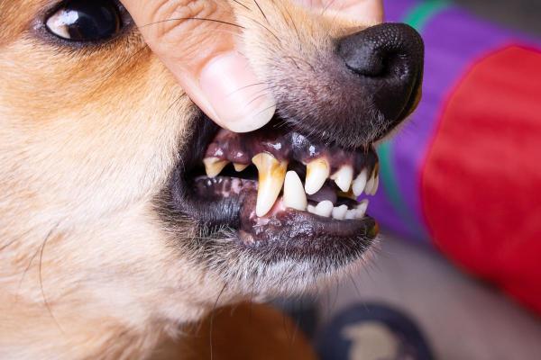 Cachorro com cheiro de carniça: causas e o que fazer - Halitose