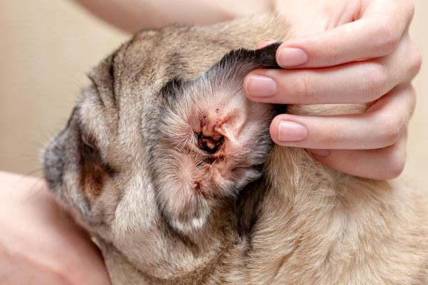 Cachorro com cheiro de carniça: causas e o que fazer - Otite