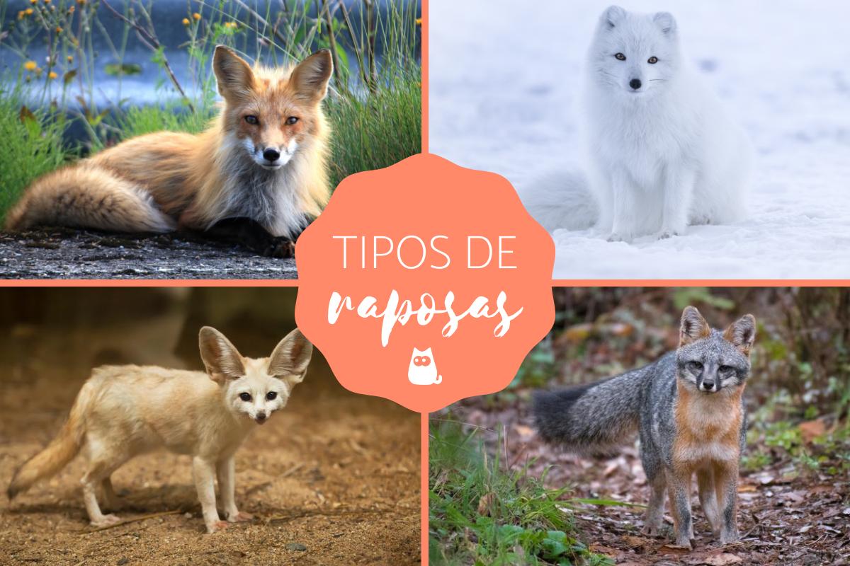 Tipos de raposas - Nomes e fotos