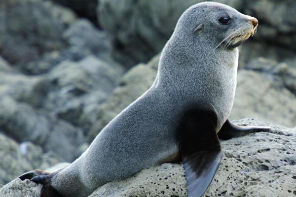 Focas têm patas ou nadadeiras? - Como são as nadadeiras das focas?