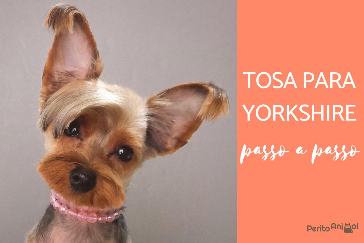 Cortar o pelo a um Yorkshire